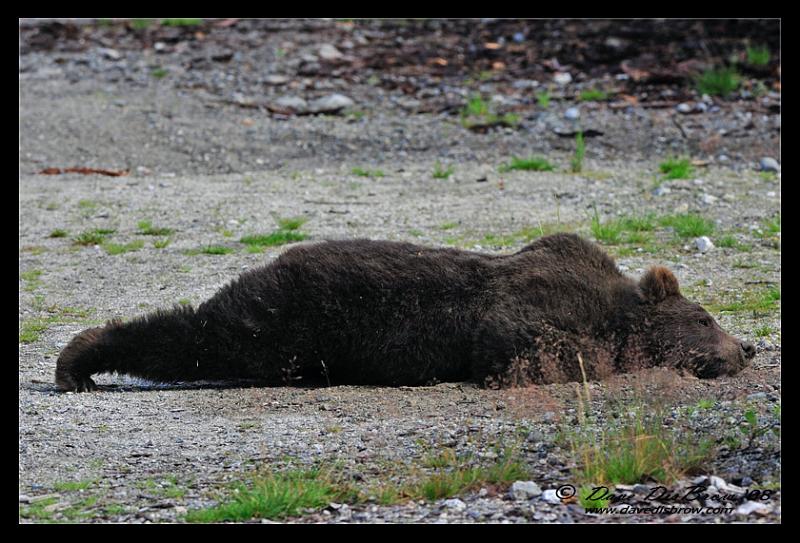 stretch-bear_0645.jpg - just a little more...