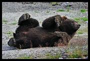 bear-cub_0652