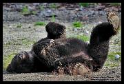 belly-up_0608