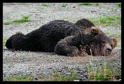 cub_0594