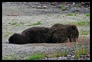 stretch-bear_0643