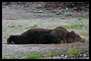 stretch-bear_0644