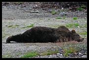 stretch-bear_0645