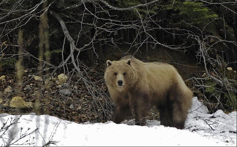 0004.jpg - Cinnamon phase Brown Bear
