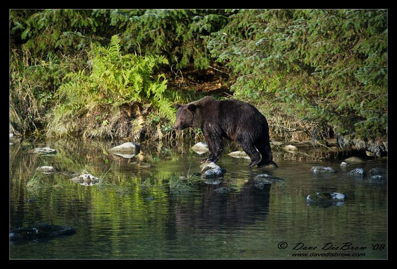 bear-1866.jpg - Fall fishing venture