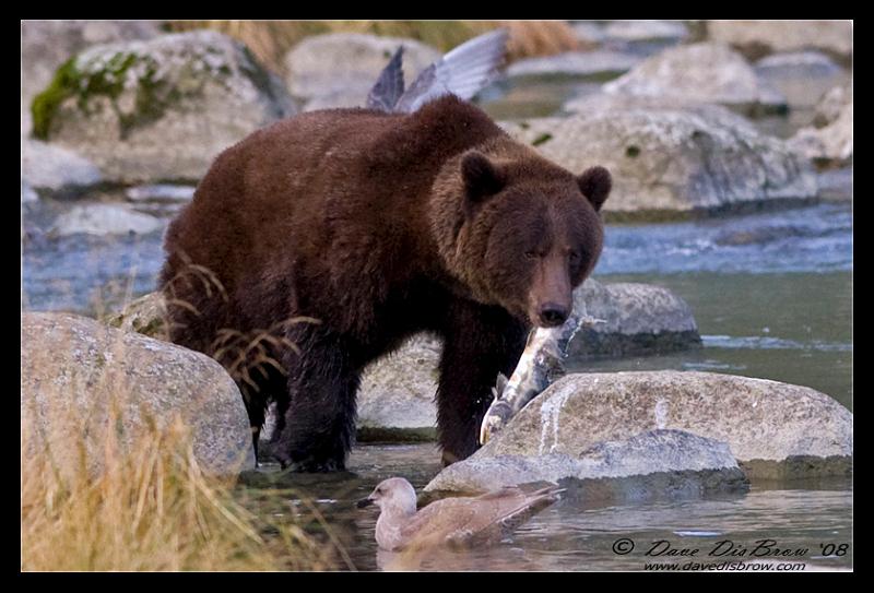 bear-n-fish_1953.jpg - Carry Out...