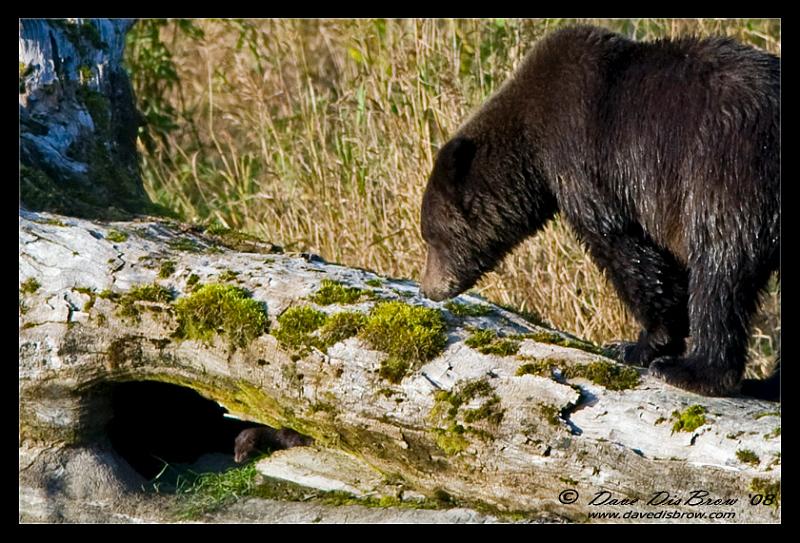 bear-n-mink_1877.jpg - I knew it, there he is!!