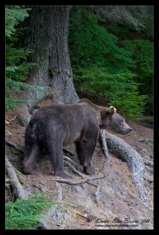bear-n-woods-p_0840.jpg - My Kingdom