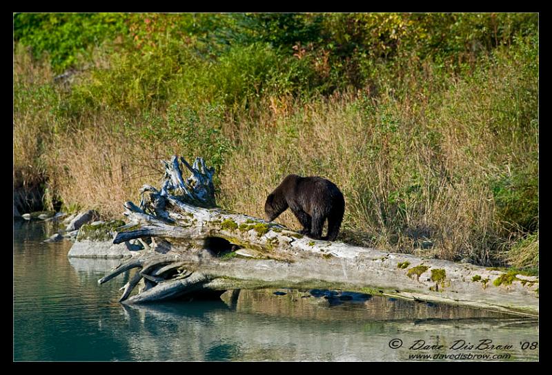 bearnmink_1877.jpg - I smell a Mink ...