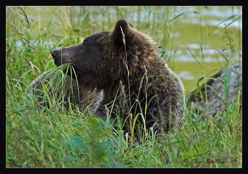chompin-grass-crop_8637.jpg - Sometimes ya just gotta eat grass