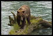 bear-log_6564