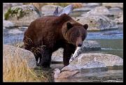 bear-n-fish_1953