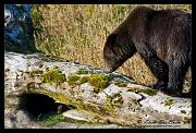 bear-n-mink_1877
