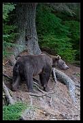 bear-n-woods-p_0840