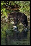 bear1866