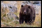 bear_1956