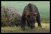 bear_6980
