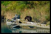 bearnmink_1877