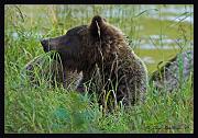 chompin-grass-crop_8637