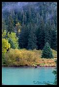 fall-bear_2077