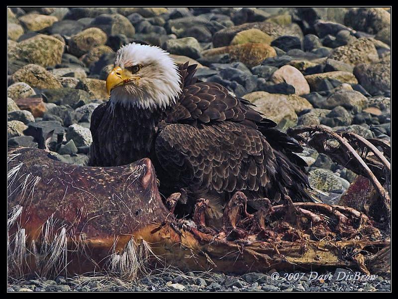 eagle-moose-crop_6142.jpg - Ahhh Moose Burgers...