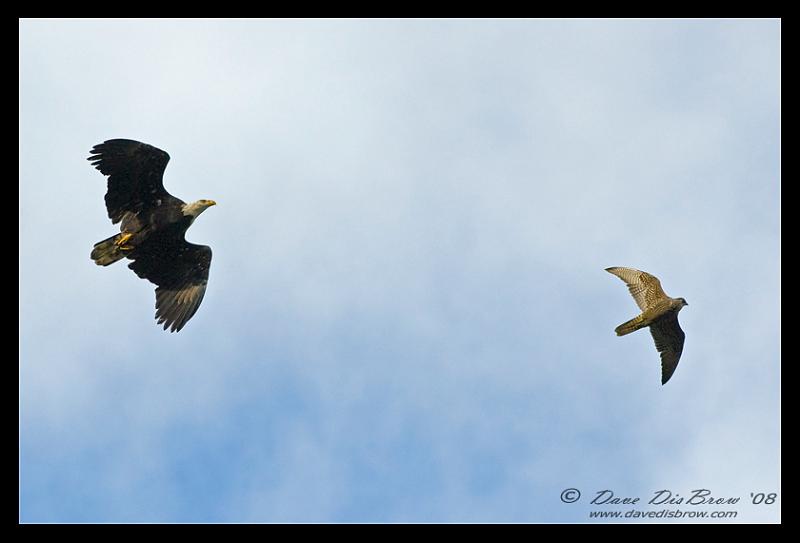 eagle-n-hawk_1702.jpg - Running off a Hawk