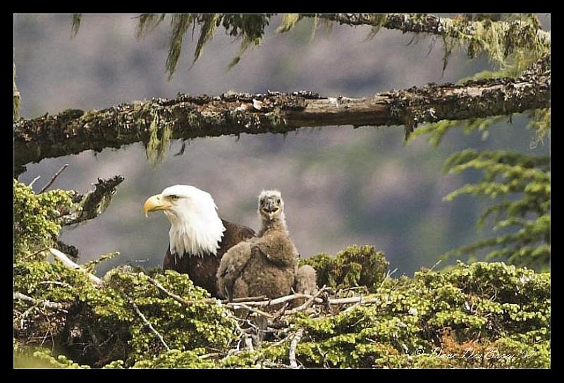 eagle-nest_6845.jpg - Hey Ma, we got company!