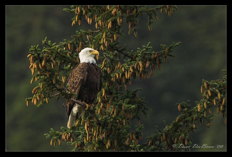 eagle-web-crop_5299.jpg - Eagle among the new growth cones