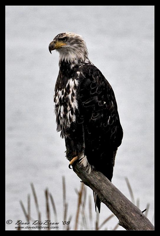 eagle-web_1601.jpg - Humph!