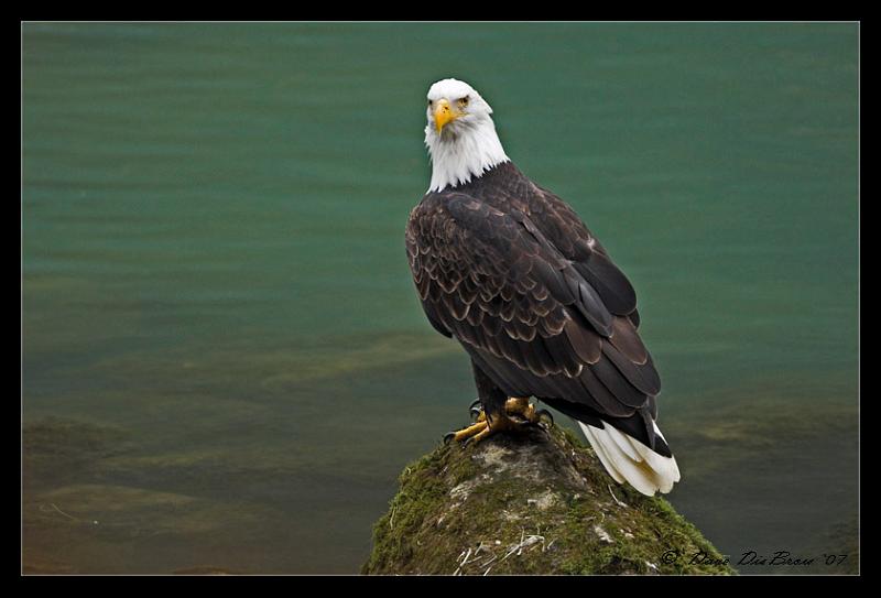 eagle_9670.jpg - Soooo, I had a fish dinner