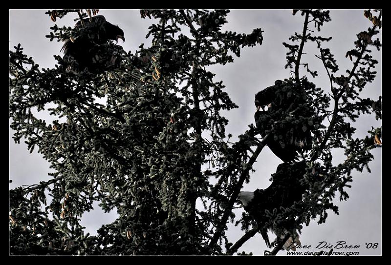 eaglets__0328.jpg - Where's the fish?