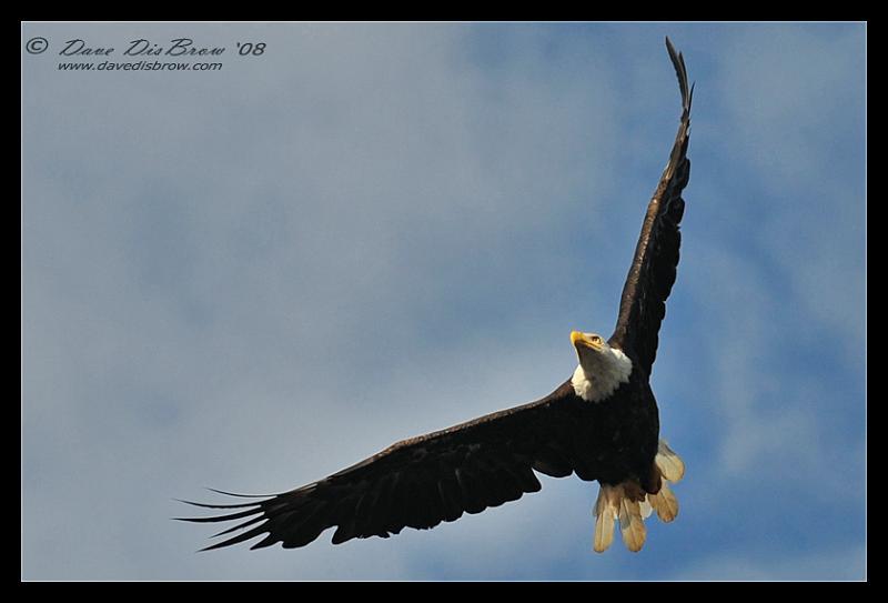 flying-eagle-web_0333.jpg - High and Mighty