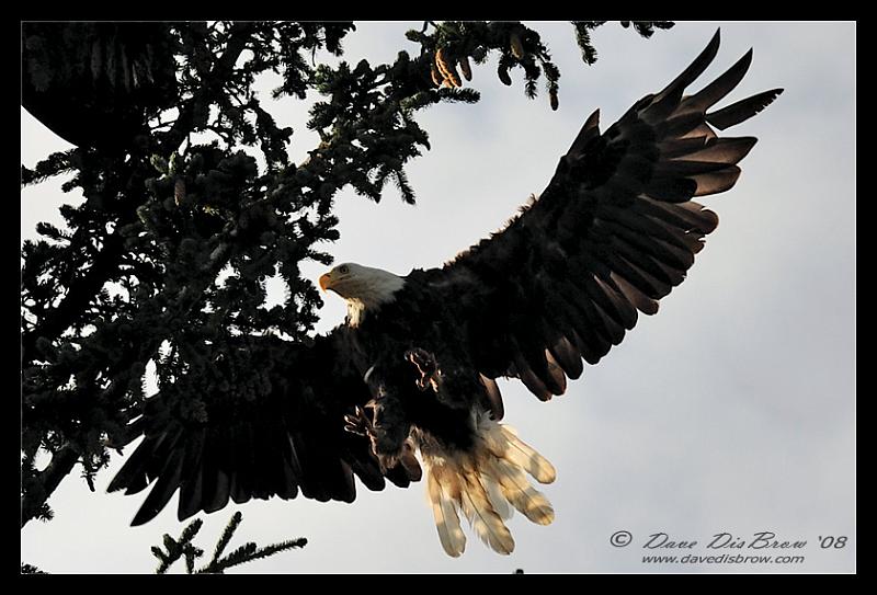 landing-eagle_0325.jpg - Incoming...