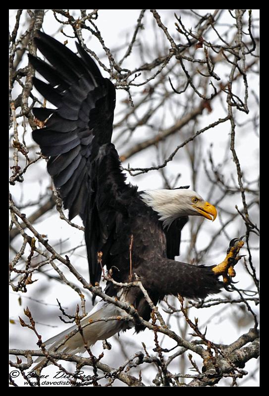 landing-talons-web_3168.jpg - 8 Point Landing