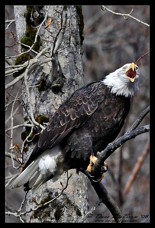 wide-open-web_3140.jpg - Screaming Eagle