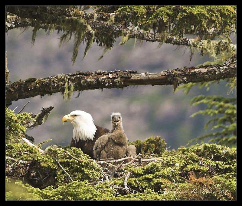 eagle-nest-crop_6845.jpg - Hey Ma, we got company!