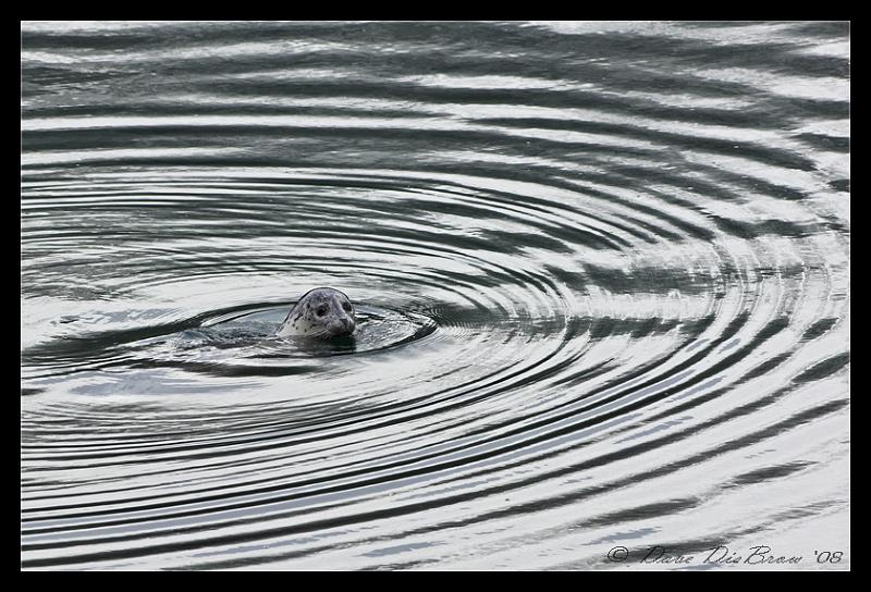 seal_2056.jpg - Gotcha!