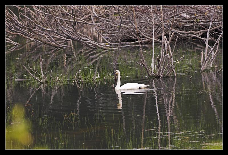 swan_9326.jpg - Trumpeter Swan