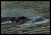 blow-hole_4136