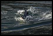tail-tip_4146