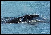 whale-head_4153