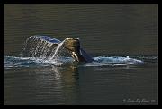 whale-tail_4198