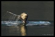 whale-tail_4199