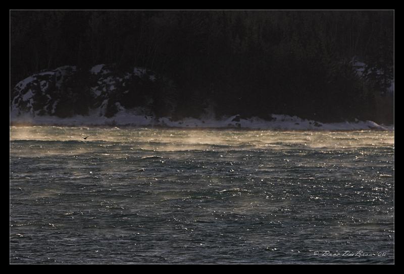 gull_1608.jpg - Gull...