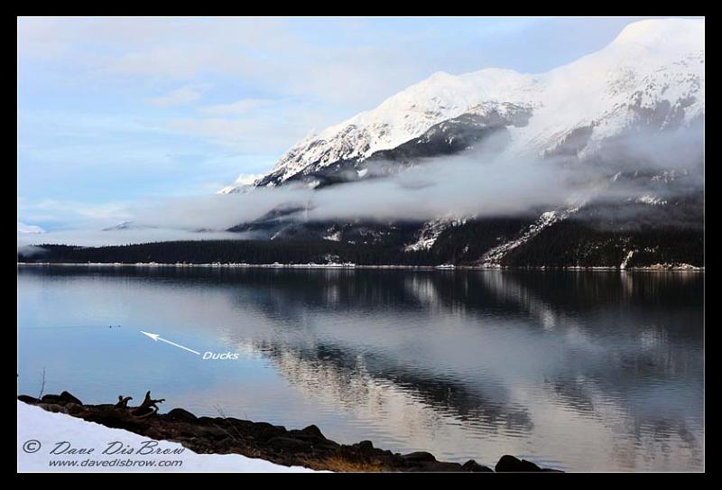 ducks-web_7506.jpg - See...went duck hunting